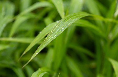 Green leaves with dew droplets on them, blurred background.