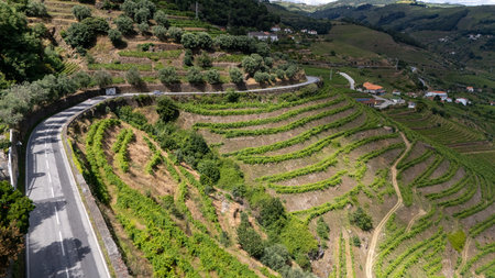 View of terraced vineyards in the Douro River Valley, Portugal. Portugal travel concept and the most beautiful places in Portugalの写真素材