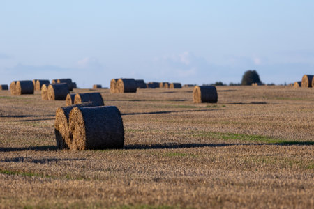 Hay bales in the evening light of the setting sun's rays