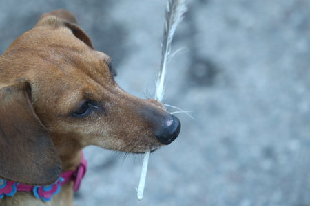 Dachshund playing and digging in the sand, found a featherの写真素材