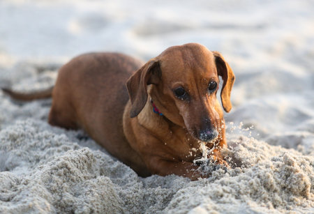 Dachshund playing and digging in the sand, found a featherの写真素材
