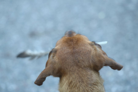 Dachshund playing and digging in the sand, found a featherの写真素材