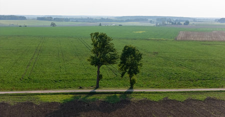 Landscape of Lithuanian Fields with a Country Road and Trees. Autumnの写真素材