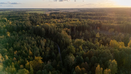 Aerial top down view of autumn forest with green and yellow trees. Mixed deciduous and coniferous forest. Beautiful fall scenery near Vilnius city, Lithuania. Golden autumnの写真素材