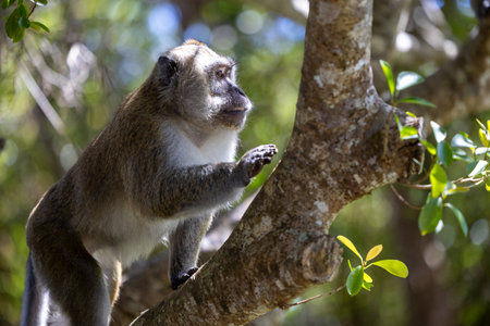 The Life of Macaques: Moments Among Trees and Light, Capturing the Natural Harmony of Mauritius...