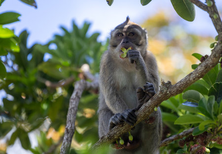 The Life of Macaques: Moments Among Trees and Light, Capturing the Natural Harmony of Mauritius...