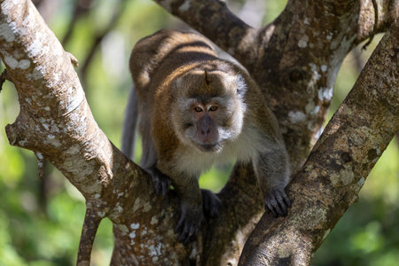 The Life of Macaques: Moments Among Trees and Light, Capturing the Natural Harmony of Mauritius...
