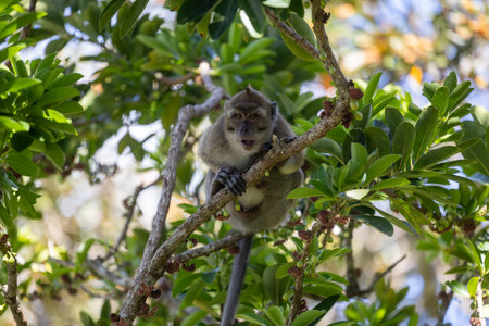 The Forests of Mauritius: A Young Macaque's First Stepsの写真素材