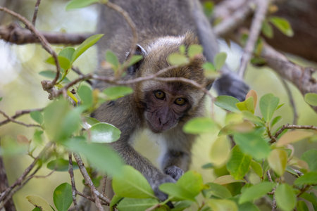 The Forests of Mauritius: A Young Macaque's First Steps