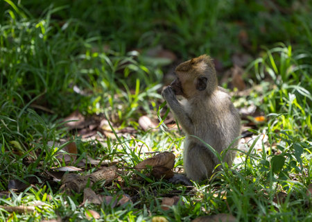 The Forests of Mauritius: A Young Macaque's First Steps
