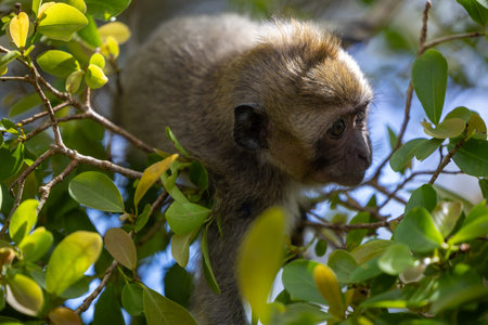 The Forests of Mauritius: A Young Macaque's First Steps