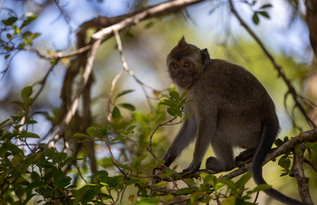 The Forests of Mauritius: A Young Macaque's First Steps