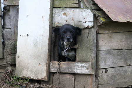 Guard Dog: A Loyal Companion in a Rural Homestead, Chained to Its Kennelの写真素材
