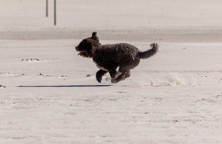 Curly joy, a Spanish Water Dog, runs freely along the sandy shore.の写真素材