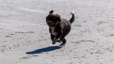 Curly joy, a Spanish Water Dog, runs freely along the sandy shore.の写真素材