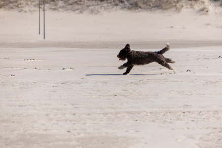 Curly joy, a Spanish Water Dog, runs freely along the sandy shore.の写真素材