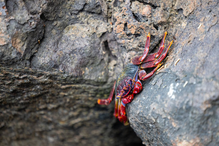 Colorful Crab on Madeira Rocksの写真素材