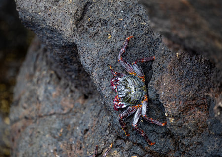 Colorful Crab on Madeira Rocks
