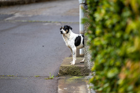 Watchful Street Dog in Madeira