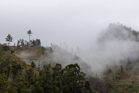 In the Embrace of Fog â€“ Madeiraâ€™s Mountains at Dawn