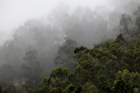 In the Embrace of Fog â Madeiraâs Mountains at Dawnの写真素材