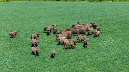 European Bison Herd in Lithuanian Fieldsの写真素材