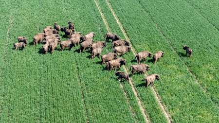 European Bison Herd in Lithuanian Fieldsの写真素材