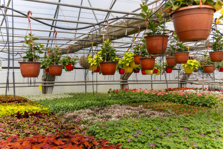 Floral Harmony in a Greenhouse Full of Life and Color