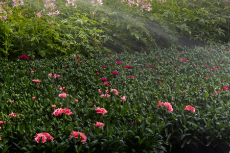 Cultivated Beauty: Greenhouse Rows of Texture and Bloomの写真素材