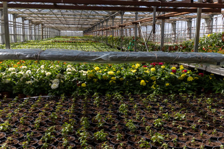 Cultivated Beauty: Greenhouse Rows of Texture and Bloomの写真素材