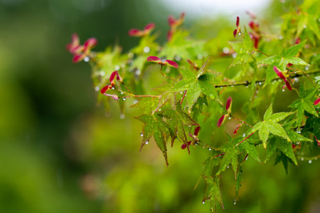 Gentle Rain on Japanese Maple Leavesの写真素材