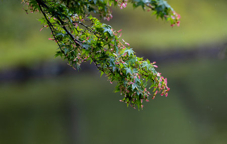 Gentle Rain on Japanese Maple Leaves