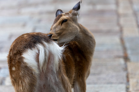 Portraits of Sacred Sika Deer in Nara, Japanの写真素材