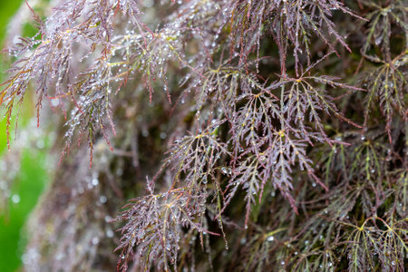 Rain on Laceleaf Japanese Maple in Gardenの写真素材