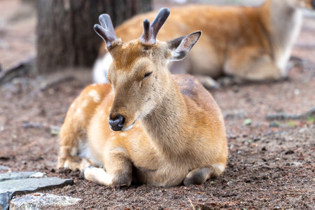 Portraits of Sacred Sika Deer in Nara, Japanの写真素材