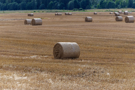 Round hay bales rest across wide harvested fields near a rural village and forest. A peaceful countryside scene symbolizing farming, harvest, and traditional agricultural lifestyle.の写真素材