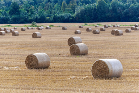 Round hay bales rest across wide harvested fields near a rural village and forest. A peaceful countryside scene symbolizing farming, harvest, and traditional agricultural lifestyle.の写真素材