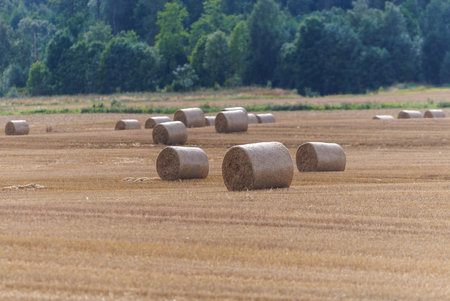Round hay bales rest across wide harvested fields near a rural village and forest. A peaceful...