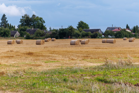 Round hay bales rest across wide harvested fields near a rural village and forest. A peaceful countryside scene symbolizing farming, harvest, and traditional agricultural lifestyle.の写真素材