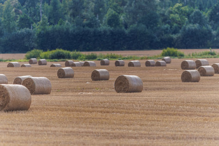 Round hay bales rest across wide harvested fields near a rural village and forest. A peaceful countryside scene symbolizing farming, harvest, and traditional agricultural lifestyle.の写真素材