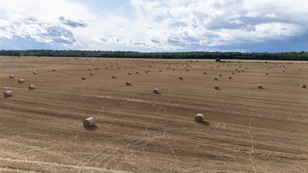 Round hay bales rest across wide harvested fields near a rural village and forest. A peaceful countryside scene symbolizing farming, harvest, and traditional agricultural lifestyle.の写真素材