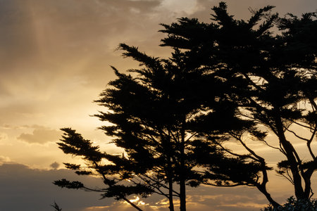 Dramatic sunset sky with warm golden tones behind dark silhouetted trees. Peaceful evening scene perfect for backgrounds, relaxation, nature themes, and atmospheric concepts.の写真素材