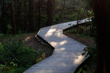 Curved wooden boardwalk winding through a peaceful pine forest in soft evening light. Warm tones, calm atmosphere and natural textures create a feeling of tranquility and connection with natureの写真素材