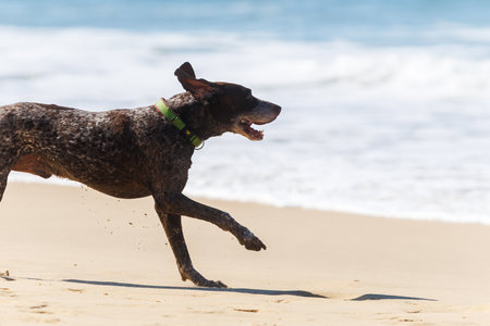 Happy German Shorthaired Pointer dog running along the sandy beach near the ocean, splashing water...