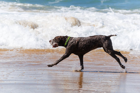 Happy German Shorthaired Pointer dog running along the sandy beach near the ocean, splashing water...