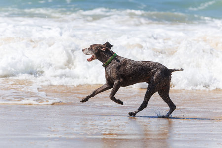 Happy German Shorthaired Pointer dog running along the sandy beach near the ocean, splashing water...