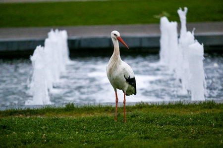 A white stork standing gracefully near a city fountain. The elegant bird contrasts with the...