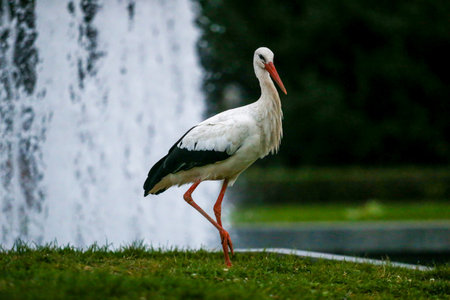 A white stork standing gracefully near a city fountain. The elegant bird contrasts with the splashing water and urban background, creating a rare moment where wildlife meets modern life in the heart of the cityの写真素材