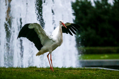 A white stork standing gracefully near a city fountain. The elegant bird contrasts with the...