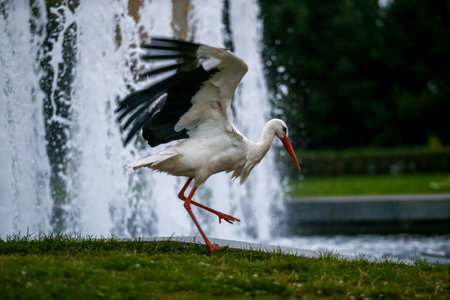 A white stork standing gracefully near a city fountain. The elegant bird contrasts with the...